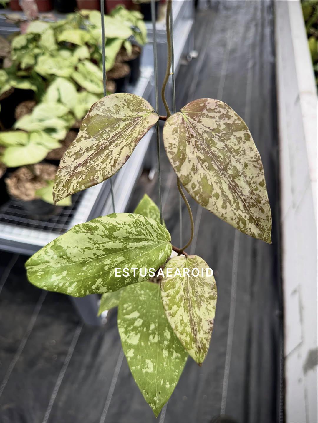 Hoya glabra - Etsy 日本