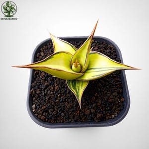 May include: A potted Sansevieria plant, also known as a snake plant, with vibrant yellow and green leaves edged in red. The plant is in a square black pot filled with dark soil. The plant's leaves are pointed and star-shaped.