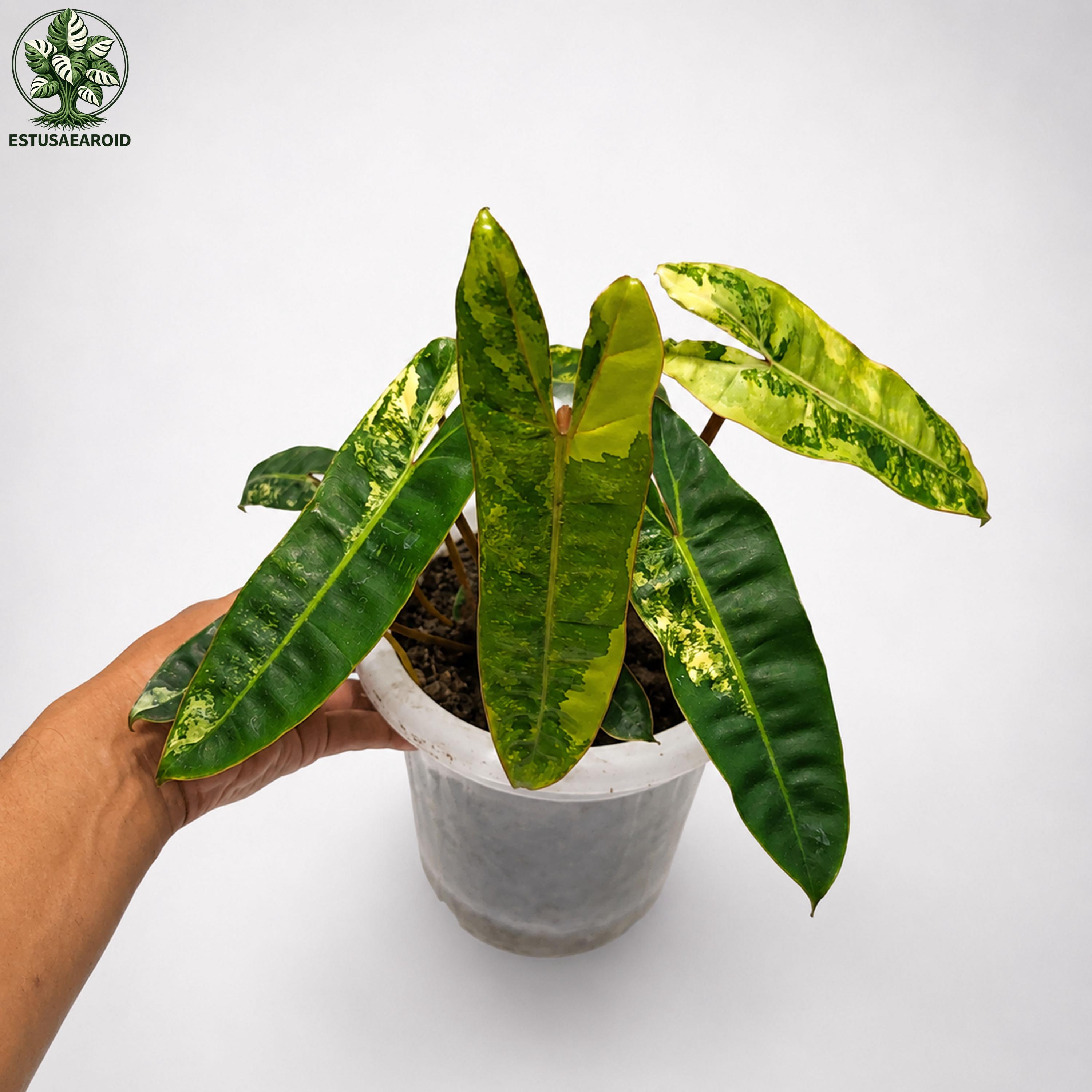 Philodendron billietiae variegated - Etsy 日本
