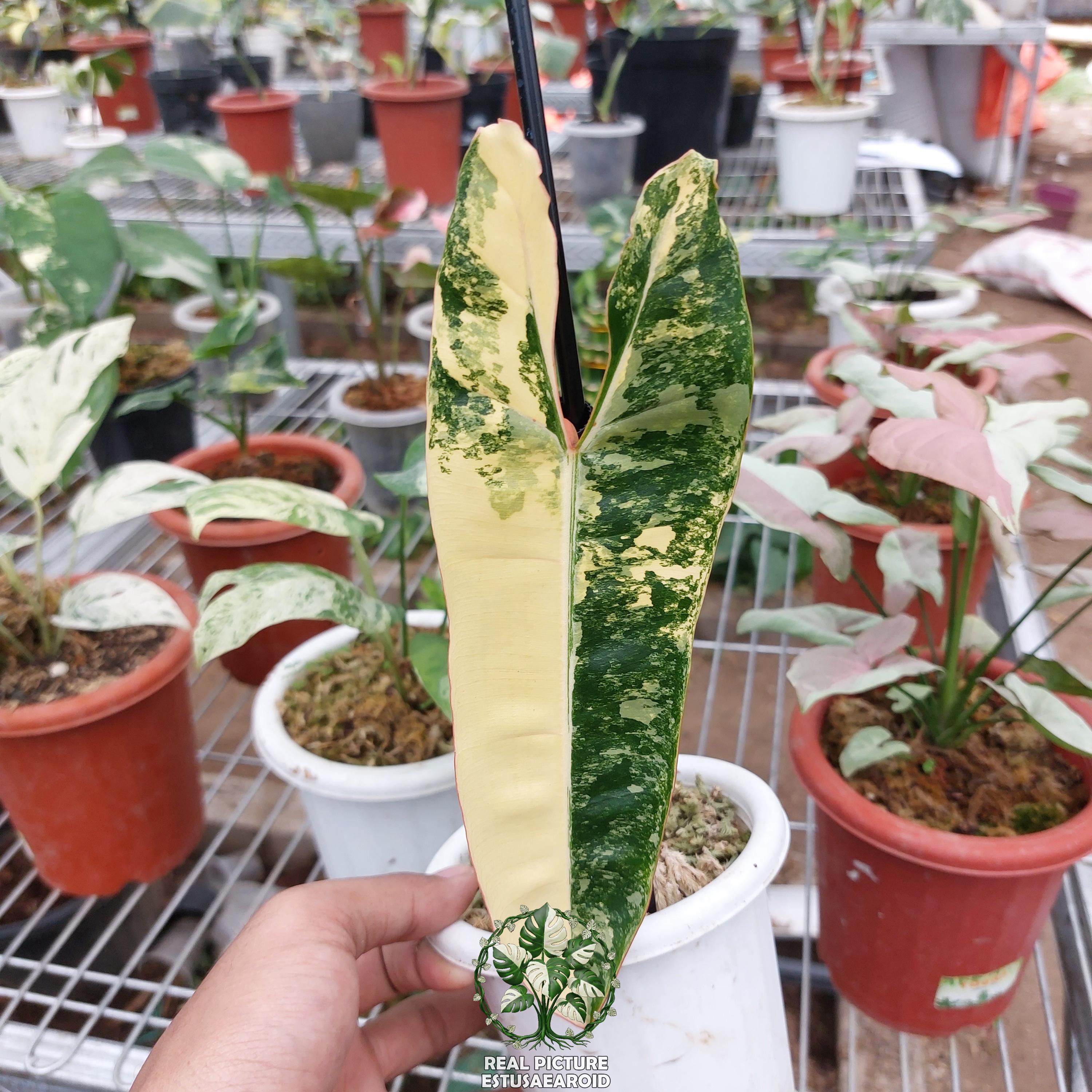 Philodendron billietiae variegated - Etsy 日本