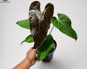 Anthurium Red Leaf Starter Plant (ALL STARTER PLANTS require you