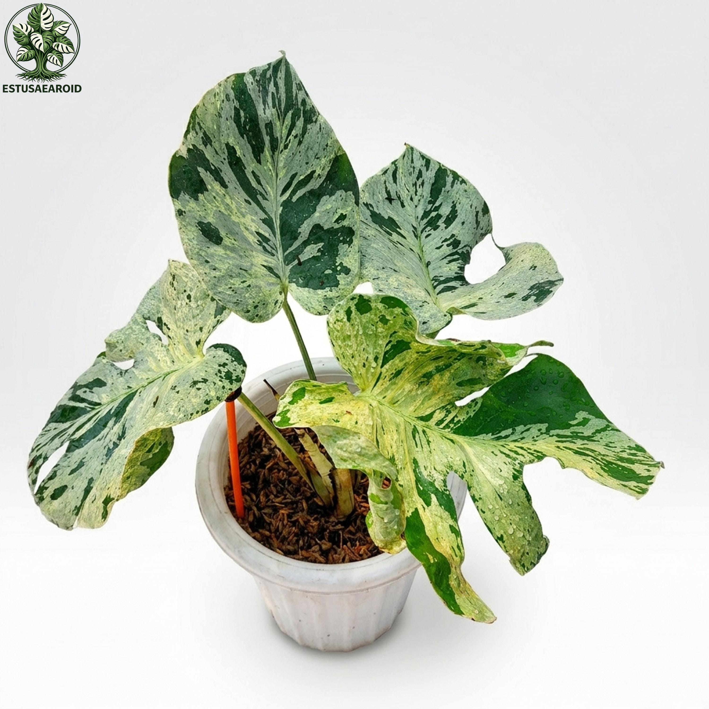 Monstera bulbasaur - Etsy 日本
