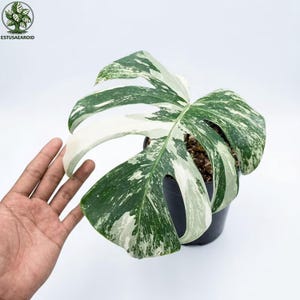 Puede incluir: Una planta de Monstera variegada en una maceta negra. La hoja grande muestra un llamativo patrón de variegación blanca y verde. La planta se encuentra sobre un fondo blanco, resaltando las variaciones de color únicas de la hoja.