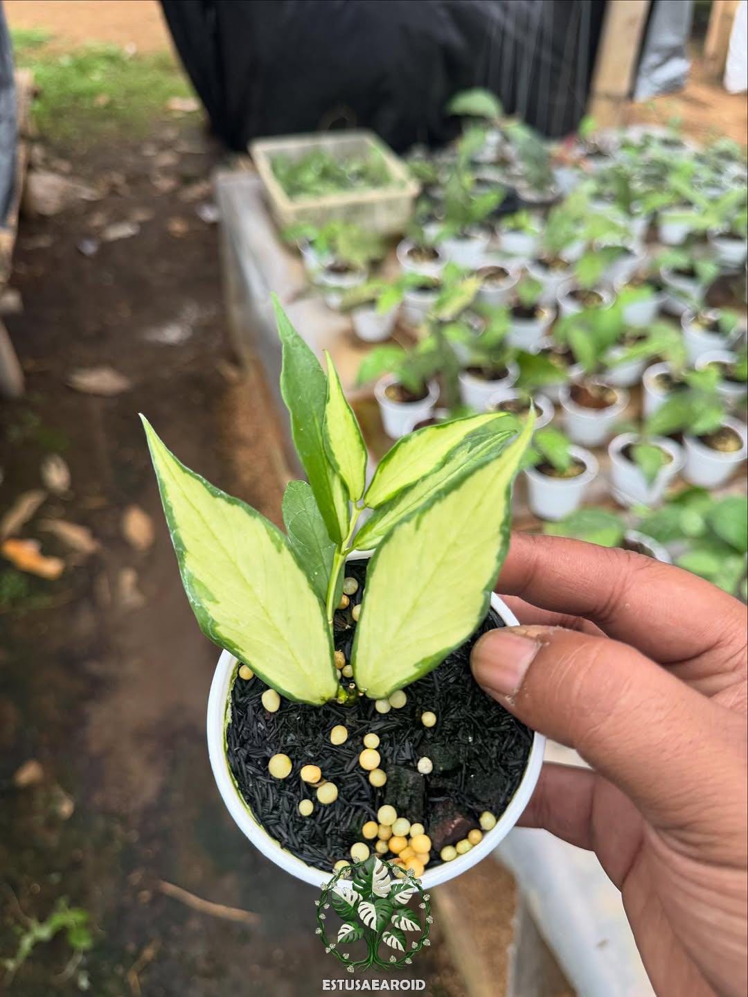 Hoya polyneura inner variegated - Etsy 日本