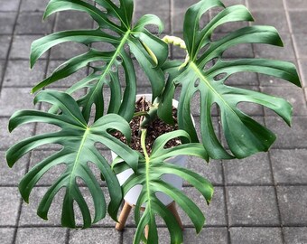 Monstera deliciosa Mint Variegata - Monstera Mint - Planta Rara