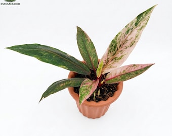 Anthurium Hookeri Pink Diamond Variegated Mellanstor