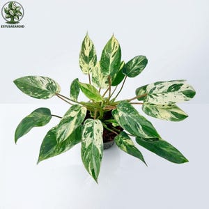 May include: A potted houseplant with large, variegated leaves, viewed from above. The leaves are a mix of green and creamy white. The plant is set against a plain white background. The logo "ESTUSAEAROID" is visible in the top left corner.