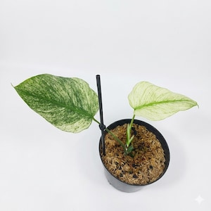 Może przedstawiać: Roślina doniczkowa w czarnej doniczce, z dużymi, zielono-białymi liśćmi. Roślina jest podparta czarnym palikiem. Doniczka zawiera brązową ziemię doniczkową. Tło jest jednolicie białe.