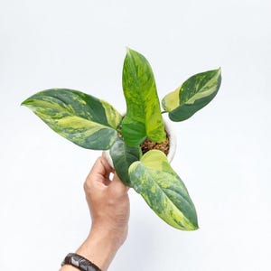 May include: A potted houseplant with large, variegated leaves in shades of green and yellow. The plant is in a small white pot, held by a person's hand against a white background. The leaves have a unique pattern.