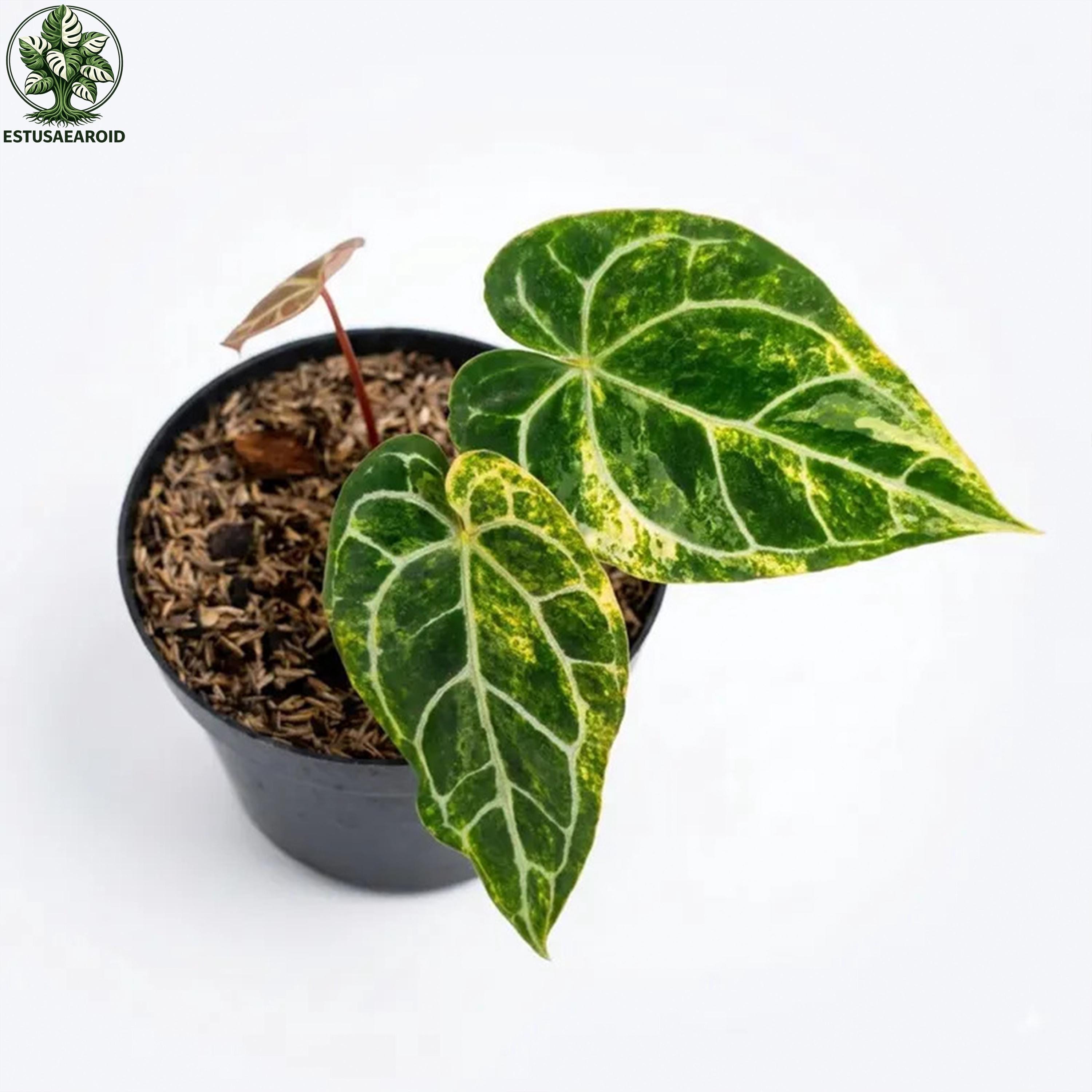 Anthurium Crystallinum Variegated - Etsy