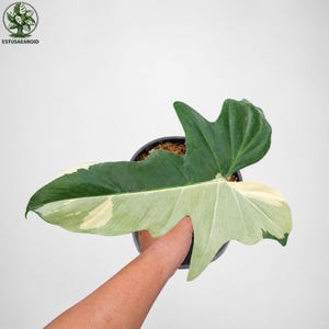 May include: A large, variegated leaf of a houseplant, with a dark green and creamy white color pattern. The leaf is held in a black pot, with the hand of a person holding the pot. The plant is a Philodendron.