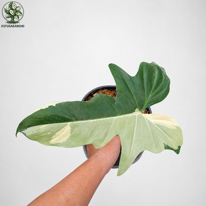 May include: A large, variegated leaf of a houseplant, with a dark green and creamy white color pattern. The leaf is held in a black pot, with the hand of a person holding the pot. The plant is a Philodendron.