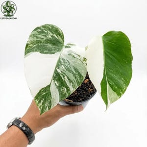 May include: A potted Monstera plant with large, variegated leaves. The leaves display a mix of white and green patterns. The plant is held in a black pot, showcasing the striking contrast of colors. The plant is a popular houseplant.