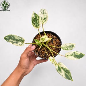 Puede incluir: Una planta en maceta con hojas abigarradas verdes y blancas. La planta está en una maceta negra llena de tierra. La planta está sostenida por una persona. El logo "ESTUSAEAROID" está en la esquina superior izquierda.