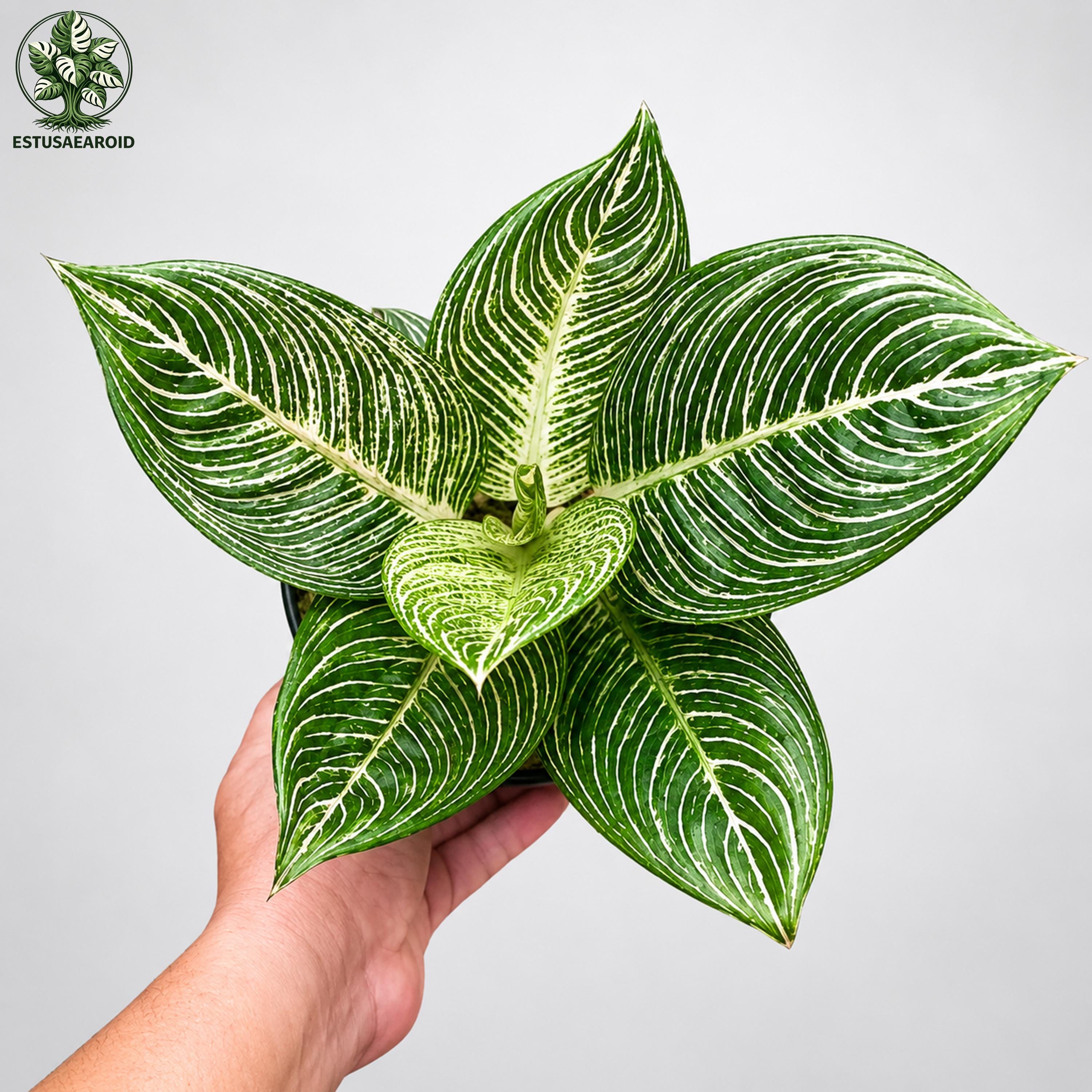 Aglaonema Golden Hope - Etsy