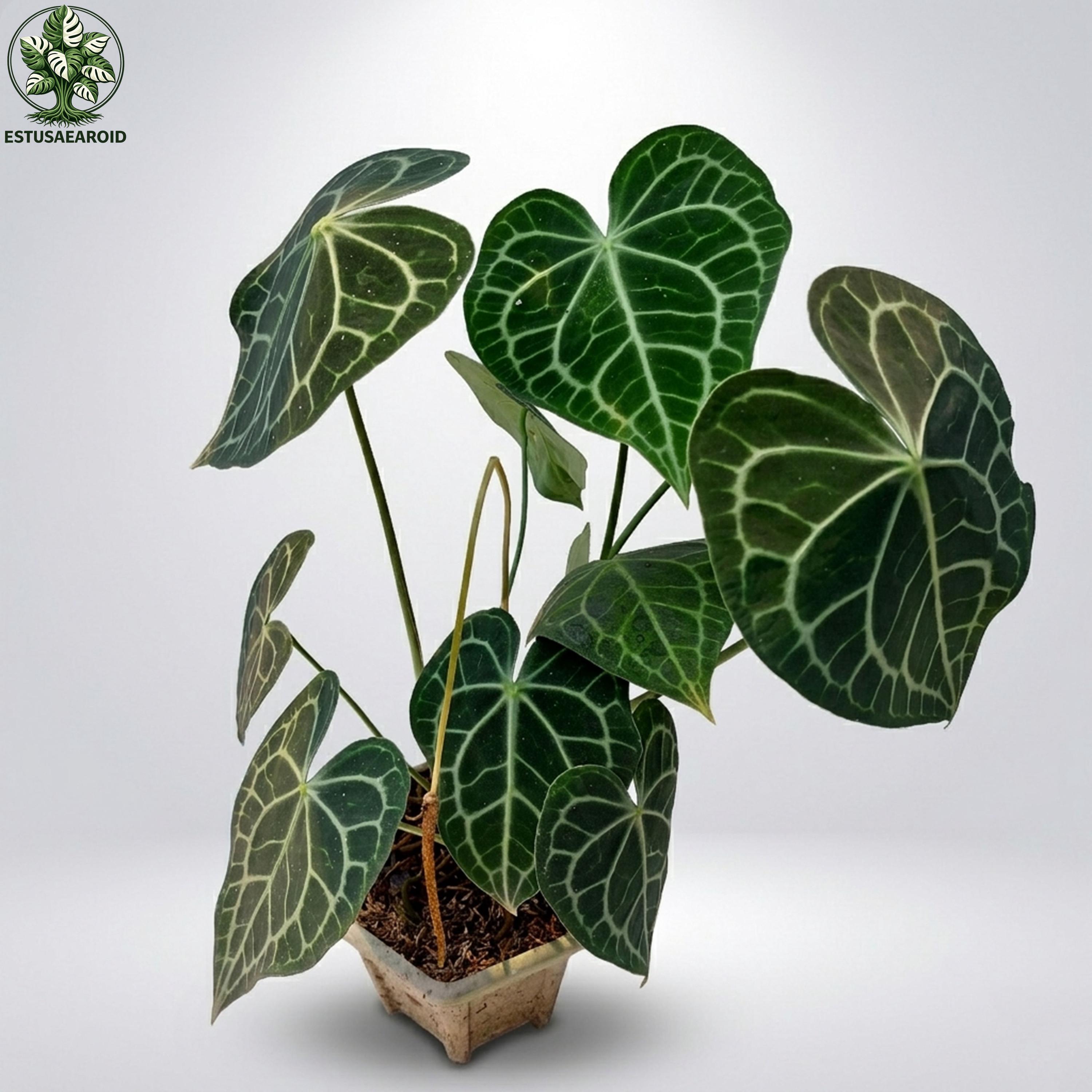 Rare anthurium - Etsy 日本