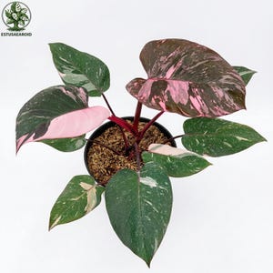 May include: A pink princess philodendron plant in a black pot. The plant has large, heart-shaped leaves with dark green, pink, and white variegation. The stems are red, and the plant sits on brown mulch. A decorative houseplant.