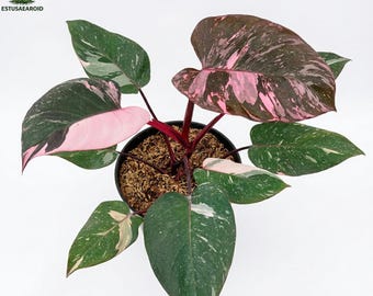 Philodendron Pink Princess Marble Galaxy Large Leaf Homedecor Plant