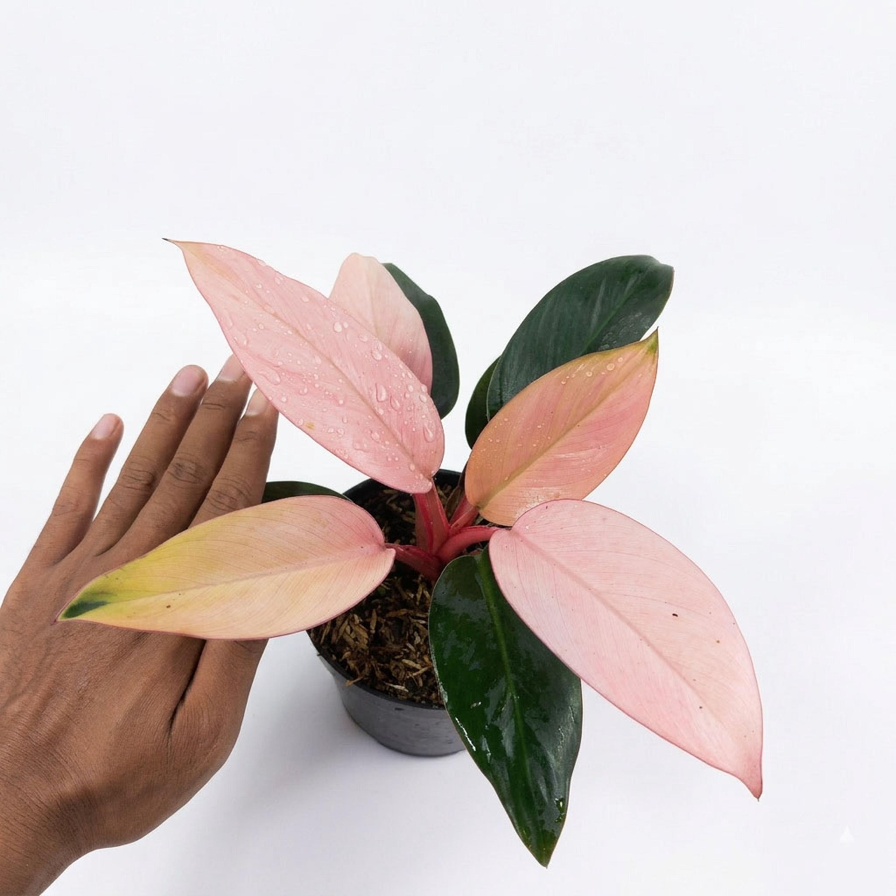 Philodendron Pink Congo Houseplant Indoor Outdoor - Etsy