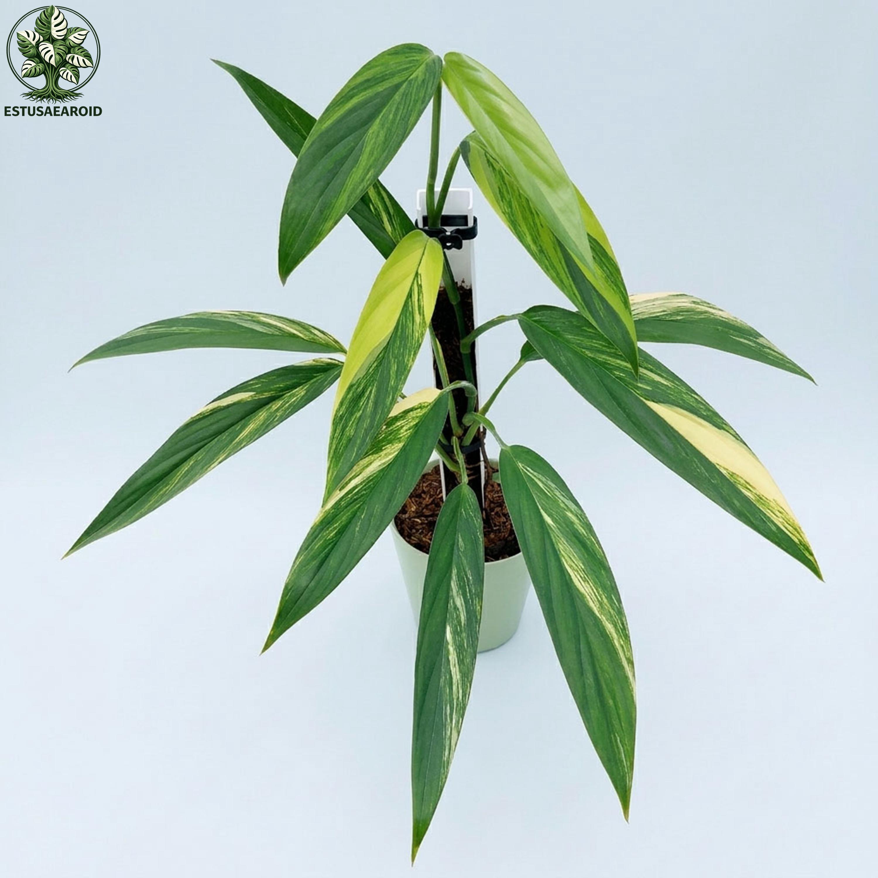 Epipremnum giganteum variegated - Etsy 日本