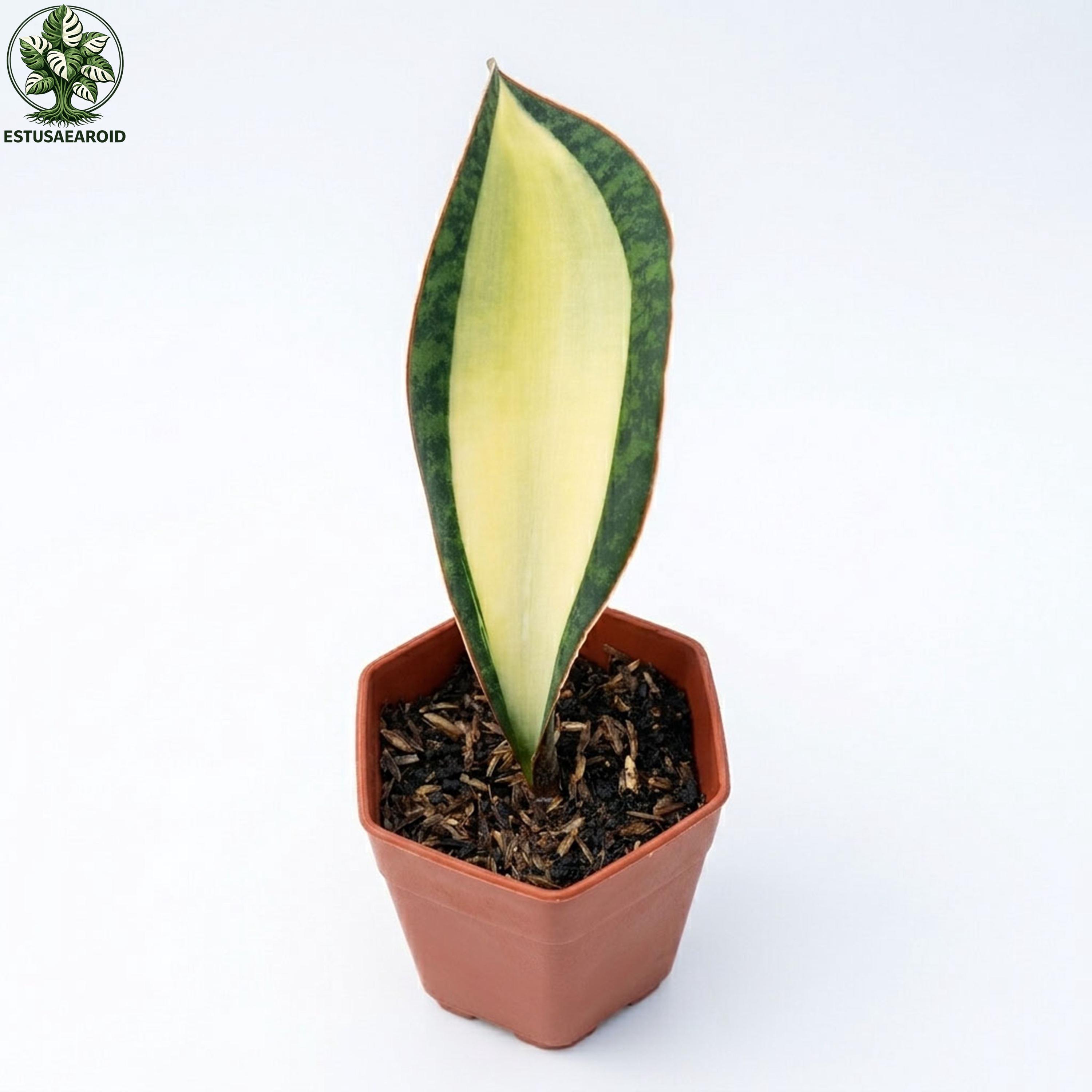 Sansevieria Mediopicta - Etsy Canada