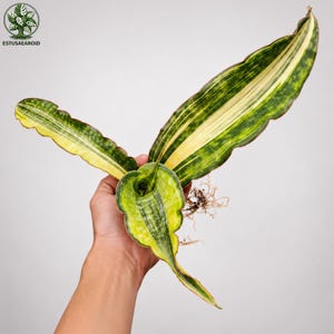 Sansevieria Dragon King - Etsy