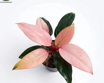 Philodendron Pink Congo Houseplant Indoor Outdoor
