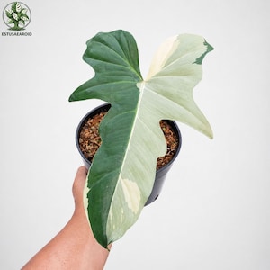 May include: A variegated Philodendron plant in a black pot. The large leaf is split vertically, with one side a deep green and the other a creamy white with green accents. The plant is held against a white background.