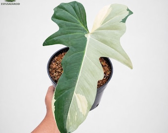 Philodendron Golden Dragon Verschiedenfarbige 1 Blatt Pflanze