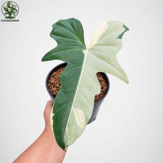 Philodendron Golden Dragon Variegated 1 Leaf Home Grownplant