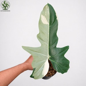 May include: A large, variegated leaf of a Philodendron plant, with a striking split color pattern. One half is a deep green, the other a mix of light green and white. The leaf is held in a black pot with soil, against a white background.