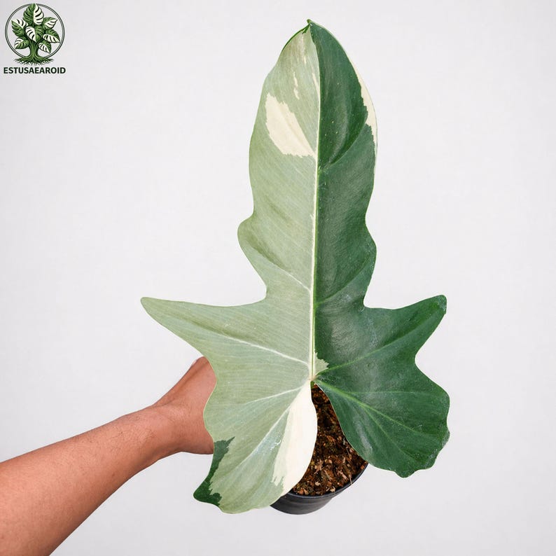 May include: A large, variegated leaf of a Philodendron plant, with a striking split color pattern. One half is a deep green, the other a mix of light green and white. The leaf is held in a black pot with soil, against a white background.