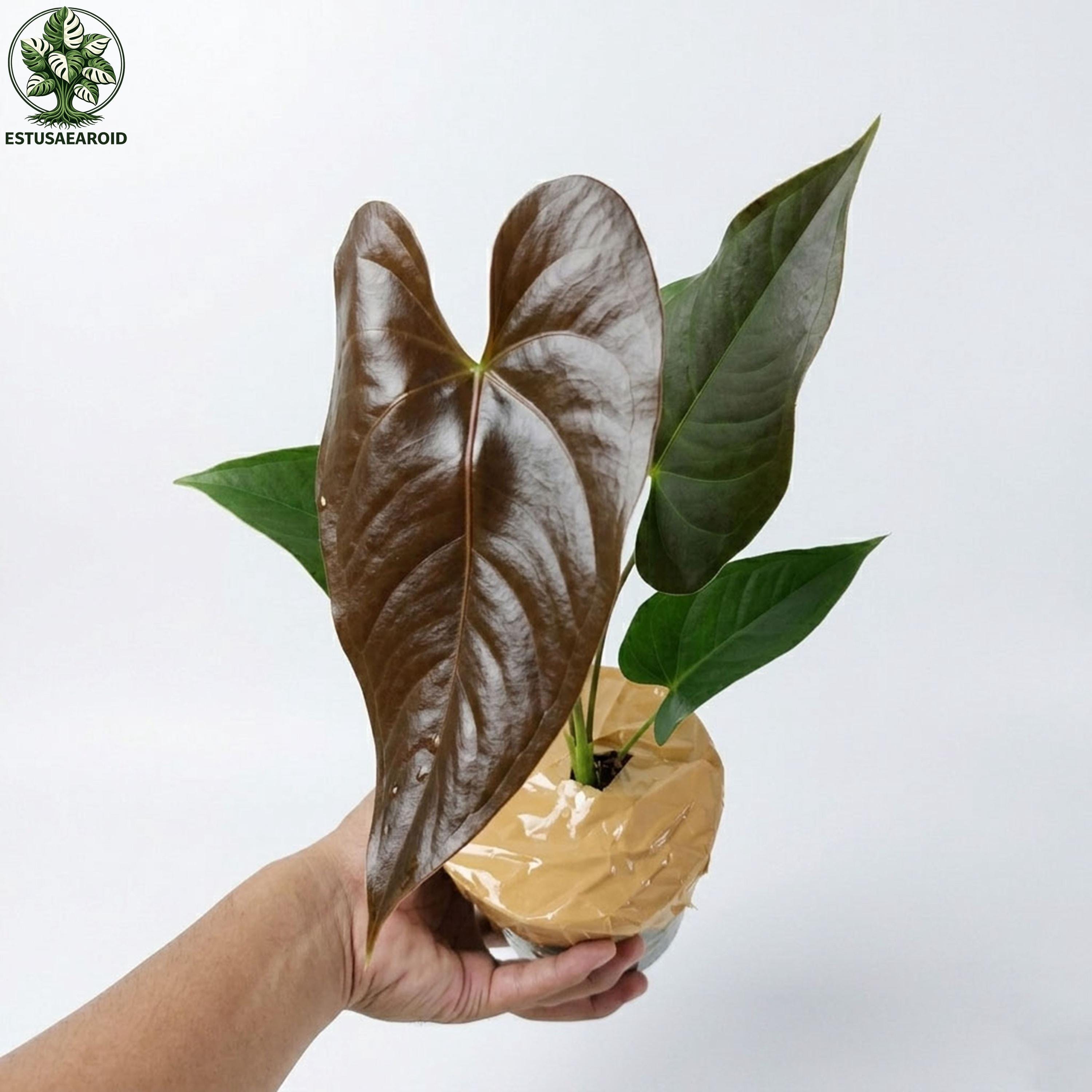 anthurium rosso significato Composizione Floreale Funebre con Anthurium Rossi e Rose Bianche – Eleganza  e Rispetto