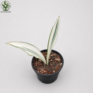 Beauty Queen Sansevieria - Etsy