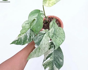 Epipremnum Hanuman Sp Bali Variegated Indoorplant
