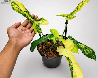 Filodendro Longilobatum x Florida Beauty de hojas variegadas