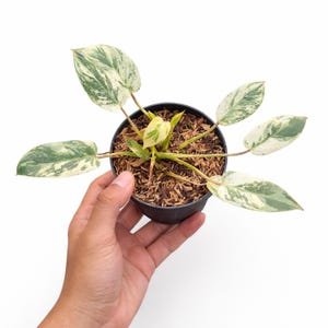 Philodendron Ilsemanii Philippines Variegated Healtyplant