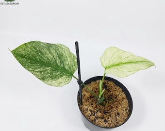 モンステラ デビル 斑入り巨大観葉植物 2粒 - Etsy 日本