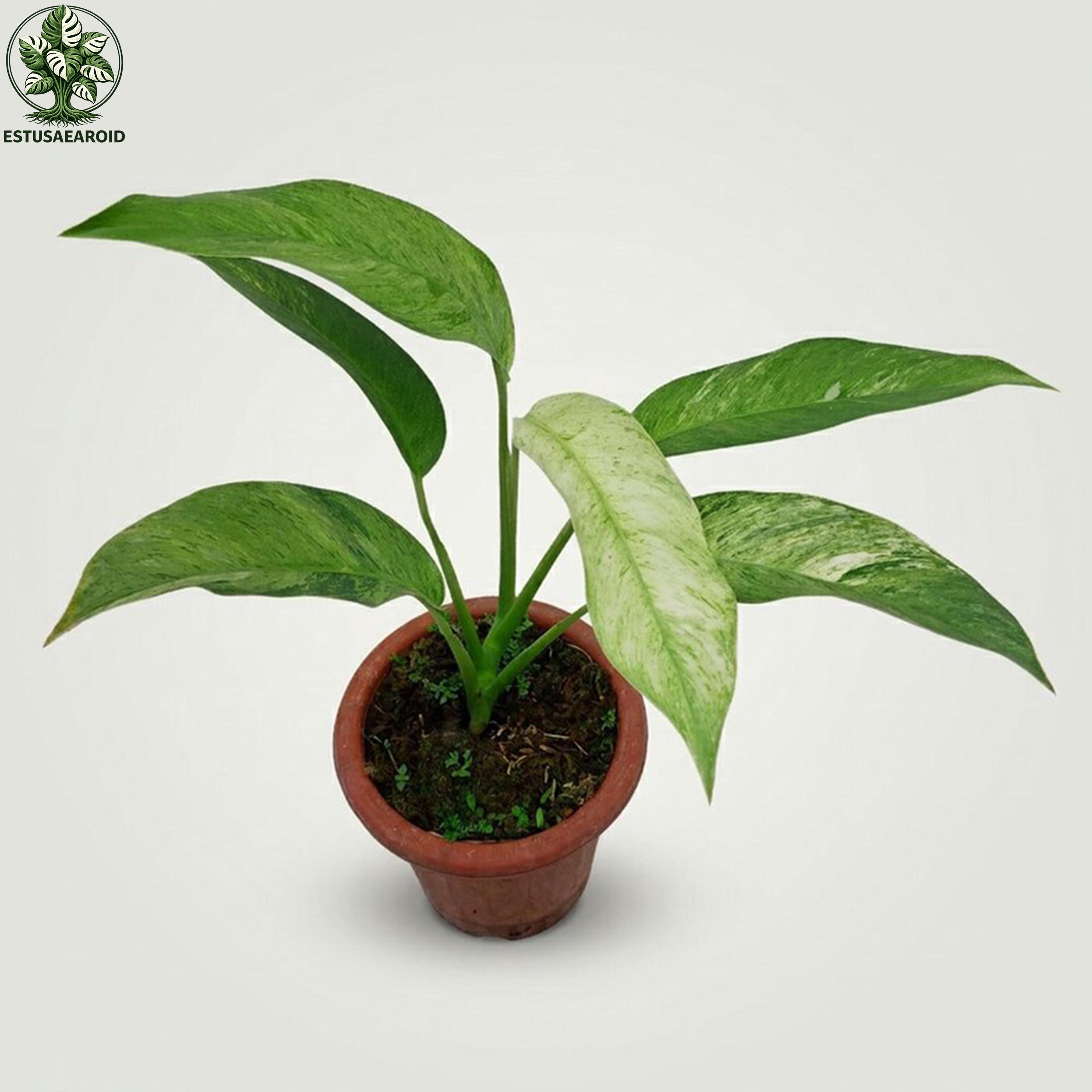 Rhaphidophora megasperma - Etsy 日本