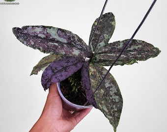Hoya Lacunosa silver mint Starter Plant (ALL STARTER PLANTS