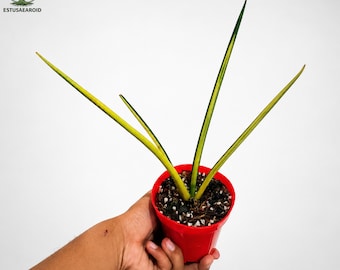 Sansevieria-potloden bonte unieke slangenplant