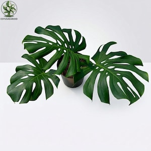 Puede incluir: Una planta de Monstera en maceta con hojas grandes y verdes vibrantes. Las hojas tienen divisiones y agujeros distintivos, creando un patrón único. La planta está en una maceta marrón oscuro, sobre un fondo blanco.