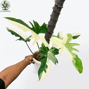 Philodendron Golden Dragon Brokig storbladig krukväxt