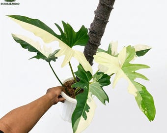 Philodendron Golden Dragon bunte große Blatt Zimmerpflanze