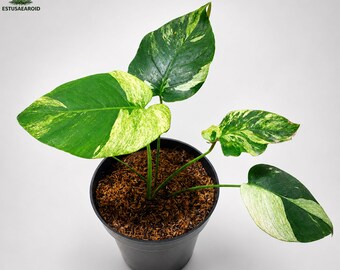 Monstera Jungle Mint Variegata da interno (immagine reale)