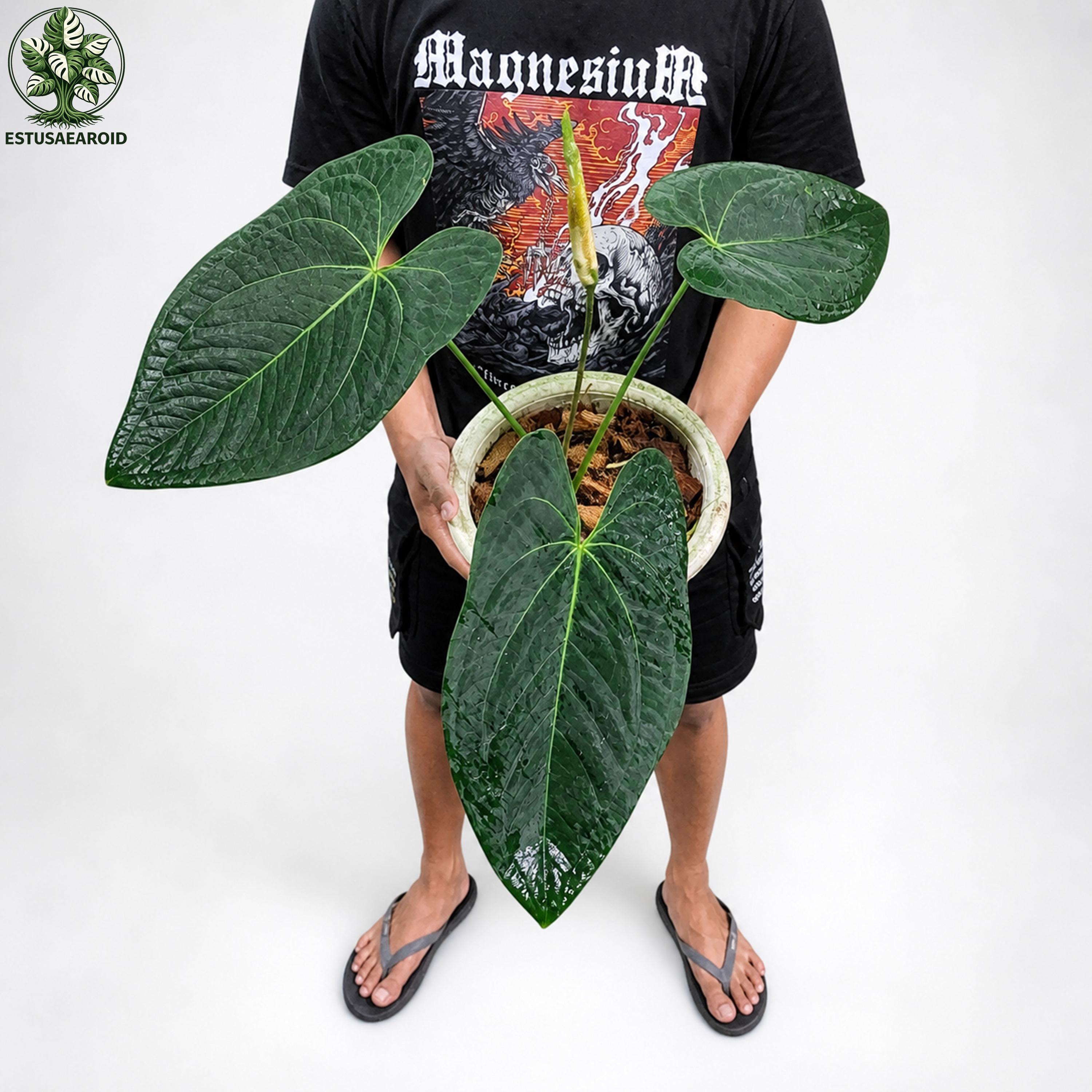 A.Papillamiuum FortSherman Self斑入り Anthurium Papillilaminum X Fort Sherman - Etsy