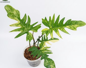 Philodendron Florida Beauty x Philodendron Mayoi Variegated Homegarden Indoor