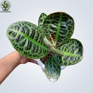 May include: A houseplant with large, patterned green leaves in a white pot. The leaves display a striking dark green and brown veined pattern. The plant is held by a person. The plant is set against a plain white background.