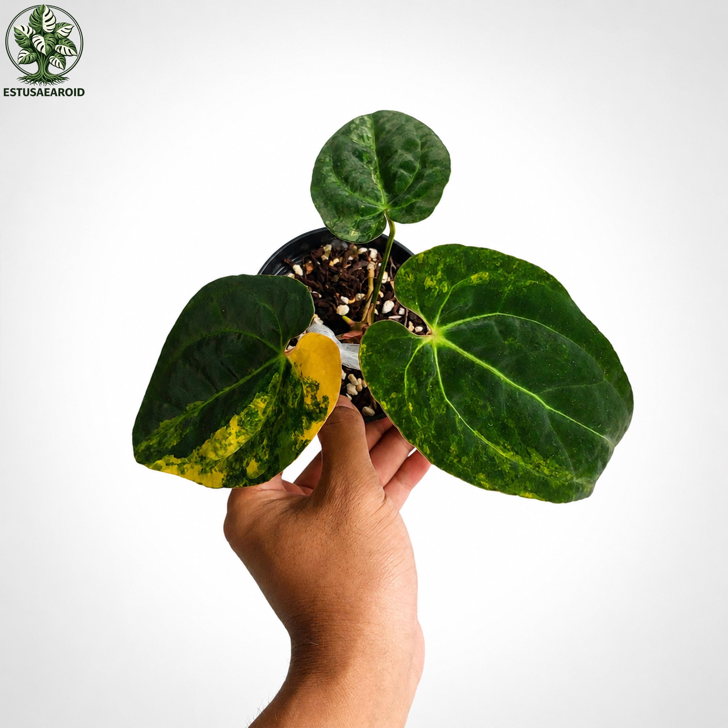 Anthurium dark phoenix - Etsy 日本
