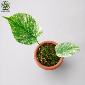 Monstera legacy - Etsy 日本
